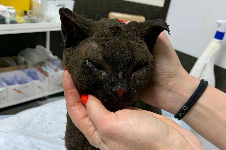 Укус кота спас жизнь челябинской пенсионерке Укус кота спас жизнь челябинской пенсионерке
